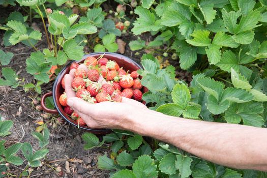 a man picks strawberries in his palm, a large harvest of berries, summer fruit picking, male hands hold a handful of ripe strawberries. High quality photo