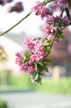 Decorative red apple tree flowers blossoming at spring time, floral natural background. High quality photo