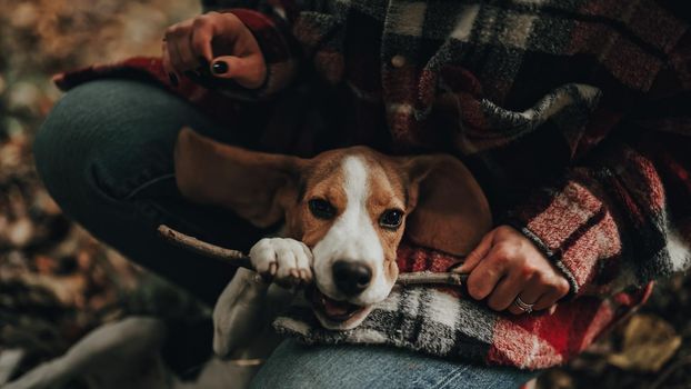 Funny little beagle puppy with twig in teeth. Woman playing with dog, stroking it on autumn nature backdrop. Happy lovely pet, new member of family. . High quality photo