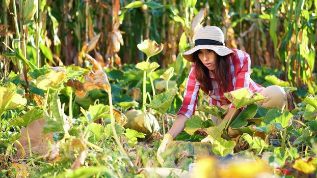 funny, smiling female farmer in plaid shirt, gloves and hat inspecting her vegetable garden, field, trying to pick up a big pumpkin, on sunny summer day. growing corn background. High quality photo