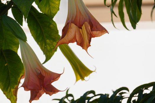 bell or Brugmansia versicolor on a white background