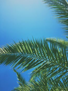 Tropical nature, vintage backdrop and summer vacation concept - Palm tree leaves and the sky, summertime travel background