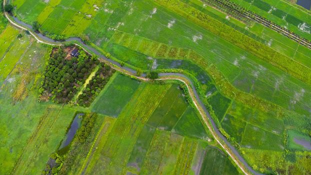 Aerial view of an irrigation canal system in an agricultural area or plantation in northern Thailand.  Top view of beautiful green area of young rice fields in spring. Natural landscape background.