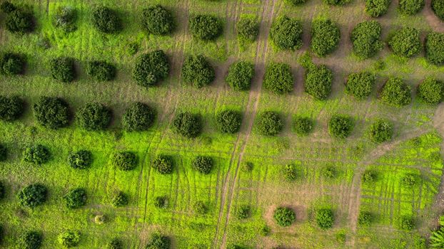 Aerial view of Cultivation trees and plantation in outdoor nursery. Beautiful agricultural garden. Cultivation business. Natural landscape background.