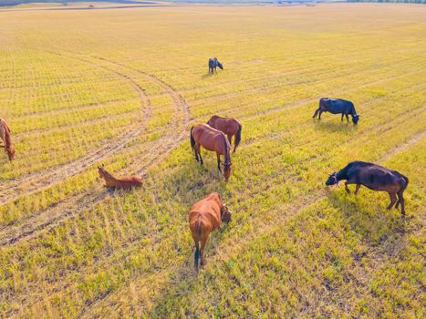 Horses grazing grass in a meadow.Domestic farm horses are mammals grazing in green fields.Mares with foals graze on the farm. Wildlife and animals on lea.Farm animals of thoroughbred  horses.Breeding