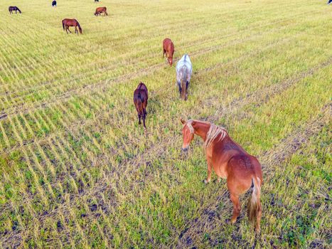 Horses grazing grass in a meadow.Domestic farm horses are mammals grazing in green fields.Mares with foals graze on the farm. Wildlife and animals on lea.Farm animals of thoroughbred  horses.Breeding