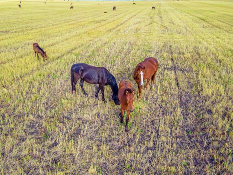 Horses grazing grass in a meadow.Domestic farm horses are mammals grazing in green fields.Mares with foals graze on the farm. Wildlife and animals on lea.Farm animals of thoroughbred  horses.Breeding