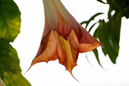 bell or Brugmansia versicolor on a white background