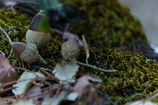acorns on moss and dry leaves out of focus autumn landscape