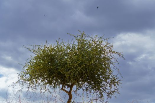 uncultivated olive tree, Olea europaea, found in the field, with a stormy cloudy sky in the background.