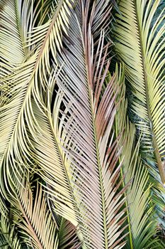 Multicolored exotic palm leaves, tropical background, flatlay, top view, close-up, vertical frame