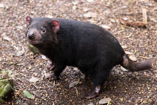 The iconic Tasmanian Devil in a natural environment on a cool spring day near Cradle Mountain, Tasmania, Australia