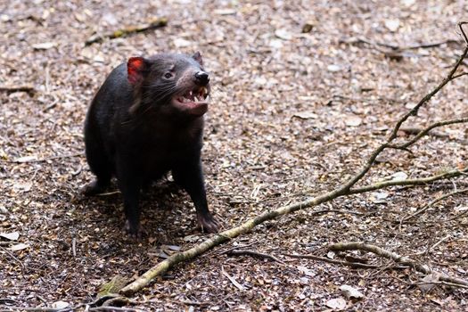 The iconic Tasmanian Devil in a natural environment on a cool spring day near Cradle Mountain, Tasmania, Australia