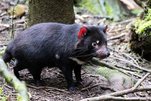 The iconic Tasmanian Devil in a natural environment on a cool spring day near Cradle Mountain, Tasmania, Australia