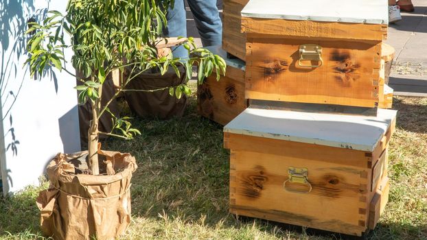 Wooden boxes for honeycombs and honey, apiary. High quality photo