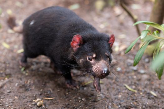The iconic Tasmanian Devil in a natural environment on a cool spring day near Cradle Mountain, Tasmania, Australia