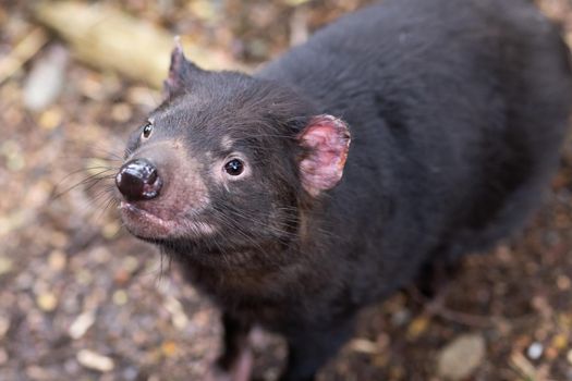 The iconic Tasmanian Devil in a natural environment on a cool spring day near Cradle Mountain, Tasmania, Australia