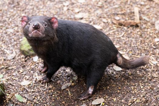 The iconic Tasmanian Devil in a natural environment on a cool spring day near Cradle Mountain, Tasmania, Australia