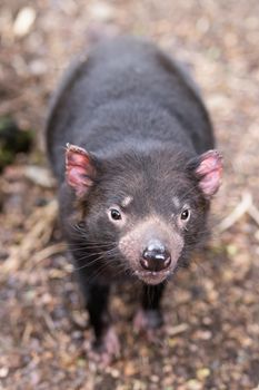 The iconic Tasmanian Devil in a natural environment on a cool spring day near Cradle Mountain, Tasmania, Australia