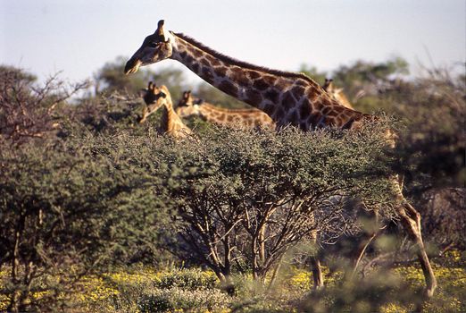 giraffe (giraffa camelopardalis) etosha national park, namibia, africa