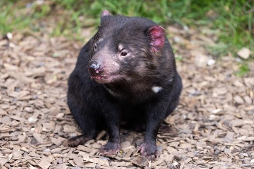The iconic Tasmanian Devil in a natural environment on a cool spring day near Cradle Mountain, Tasmania, Australia