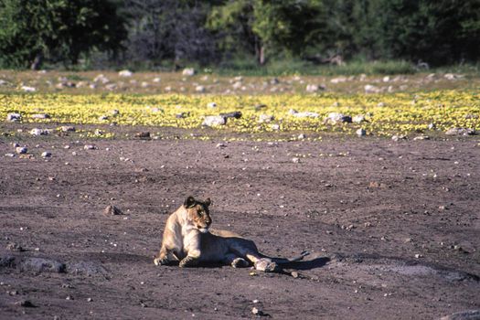 lion (panthera leo) etosha national park, namibia, africa