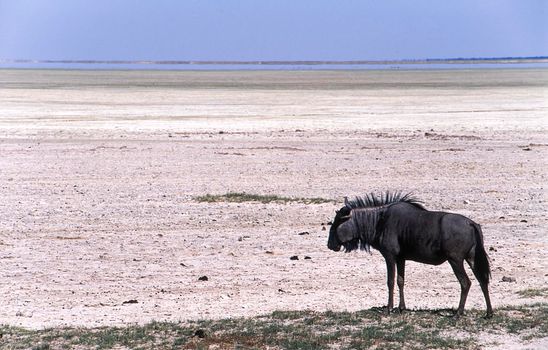 blue wildebeest (cannochaetes taurinus) etosha national park, namibia, africa