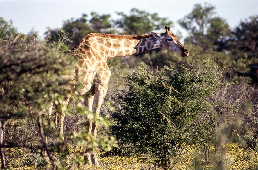 giraffe (giraffa camelopardalis) etosha national park, namibia, africa