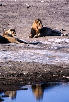 lion (panthera leo) etosha national park, namibia, africa