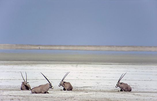 gemsbok (oryx gazella) etosha national park, namibia, africa