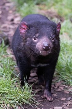 The iconic Tasmanian Devil in a natural environment on a cool spring day near Cradle Mountain, Tasmania, Australia