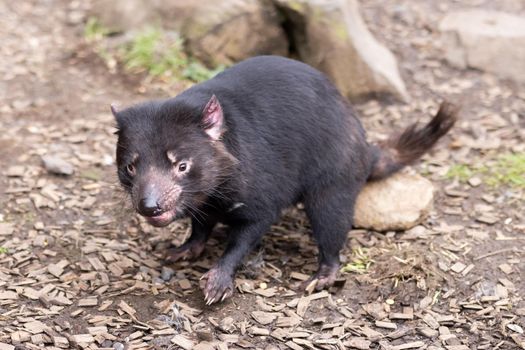 The iconic Tasmanian Devil in a natural environment on a cool spring day near Cradle Mountain, Tasmania, Australia