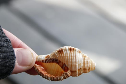 The hand holds a seashell. Marine background. High quality photo