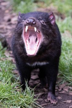 The iconic Tasmanian Devil in a natural environment on a cool spring day near Cradle Mountain, Tasmania, Australia