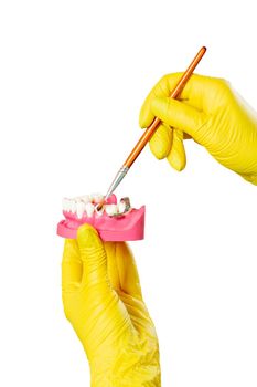Close-up view of dentist's hands in latex gloves with the layout of human jaw and the brush. Medical tools concept.
