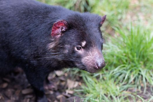 The iconic Tasmanian Devil in a natural environment on a cool spring day near Cradle Mountain, Tasmania, Australia