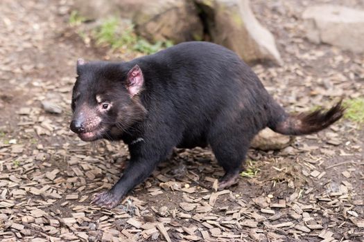 The iconic Tasmanian Devil in a natural environment on a cool spring day near Cradle Mountain, Tasmania, Australia