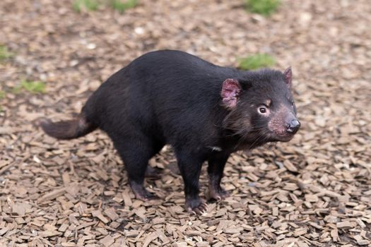 The iconic Tasmanian Devil in a natural environment on a cool spring day near Cradle Mountain, Tasmania, Australia