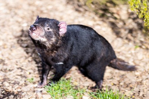 The iconic Tasmanian Devil in a natural environment on a cool spring day near Cradle Mountain, Tasmania, Australia
