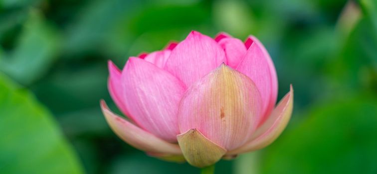 A pink lotus flower sways in the wind. Against the background of their green leaves. Lotus field on the lake in natural environment