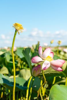 A pink lotus flower sways in the wind. Against the background of their green leaves. Lotus field on the lake in natural environment