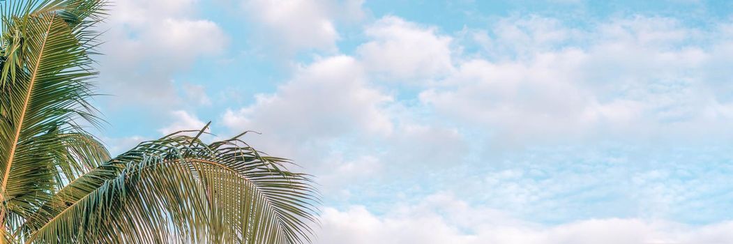 BANNER, LONG FORMAT Atmosphere panorama white cloud sky alone tropical palm tree background summer.