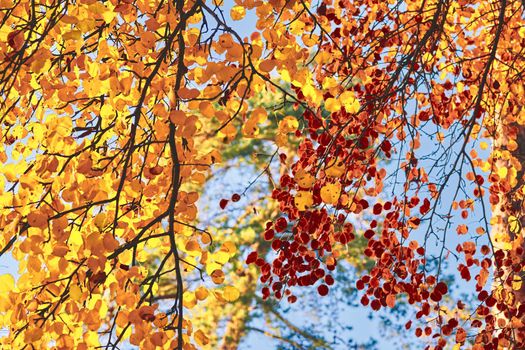 Autumn is the most colorful time of the year from all seasons, when nature changes its usual appearance to golden colors autumn sun. Autumn golden picture.branches with bright yellow orange leaves.