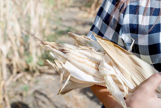 agriculture and cultivation concept. Countryside. female farmer hands holding corn cubs against corn field