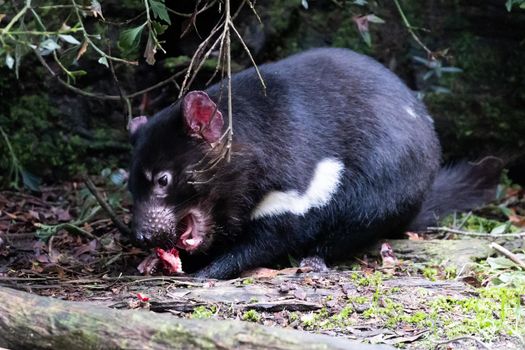 The iconic Tasmanian Devil in a natural environment on a cool spring day near Cradle Mountain, Tasmania, Australia