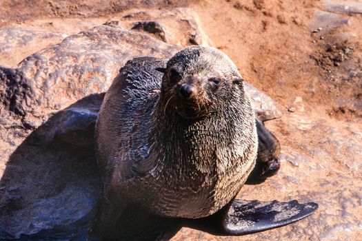 cape fur seal (arctocephalus pusillus) cape cross, namibia, africa