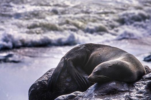 cape fur seal (arctocephalus pusillus) cape cross, namibia, africa
