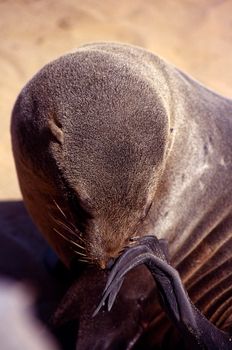 cape fur seal (arctocephalus pusillus) cape cross, namibia, africa
