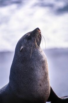 cape fur seal (arctocephalus pusillus) cape cross, namibia, africa