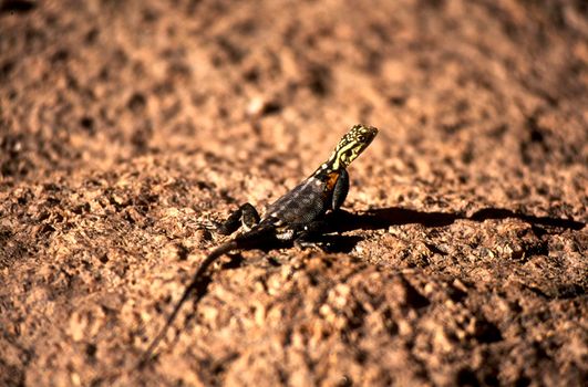 cape flat lizard (platysaurus capensis) spitzkoppe, namibia, africa
